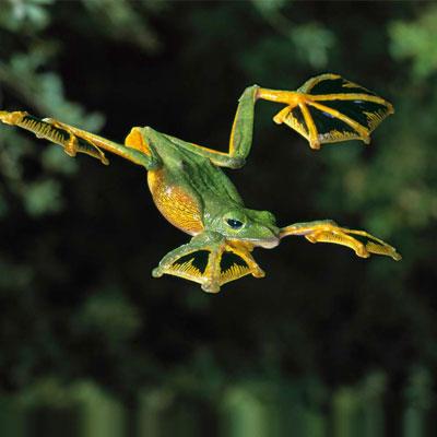Mammal, Bird, Reptile, Fish or Amphibian II Quiz