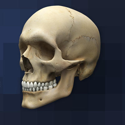 Skull Bones Quiz