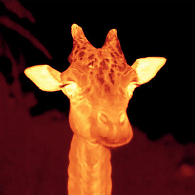 Infrared Animals Quiz