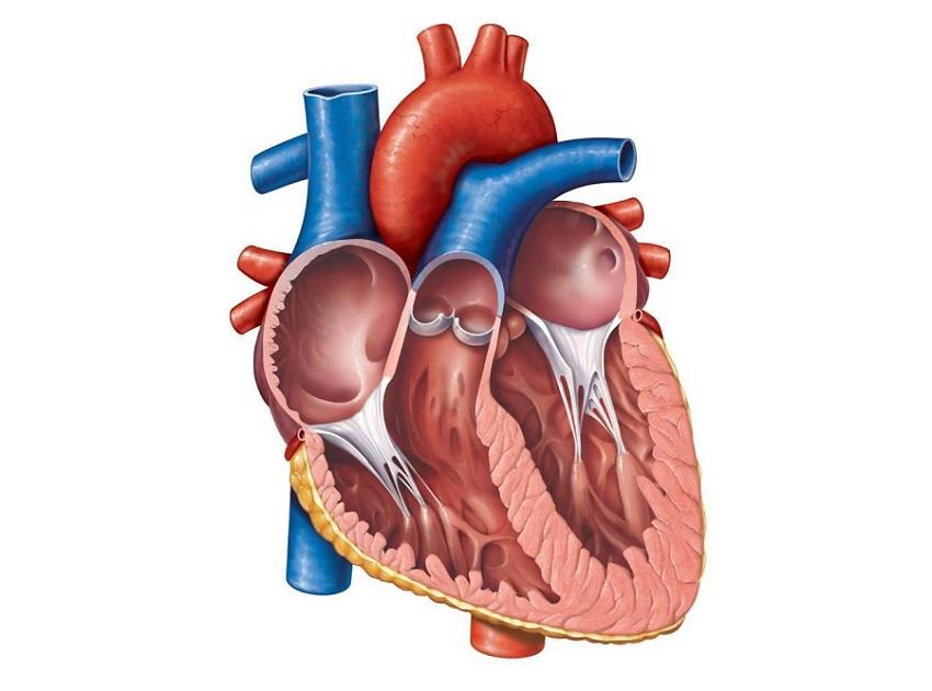 Human Heart Anatomy Quiz