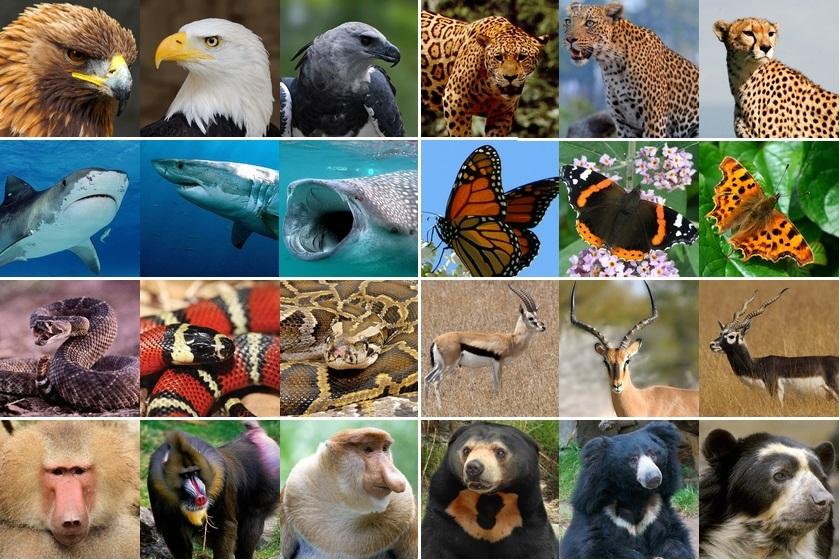 Click the Correct Animal Quiz